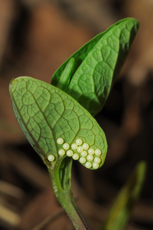 Zerynthia polyxena ♀